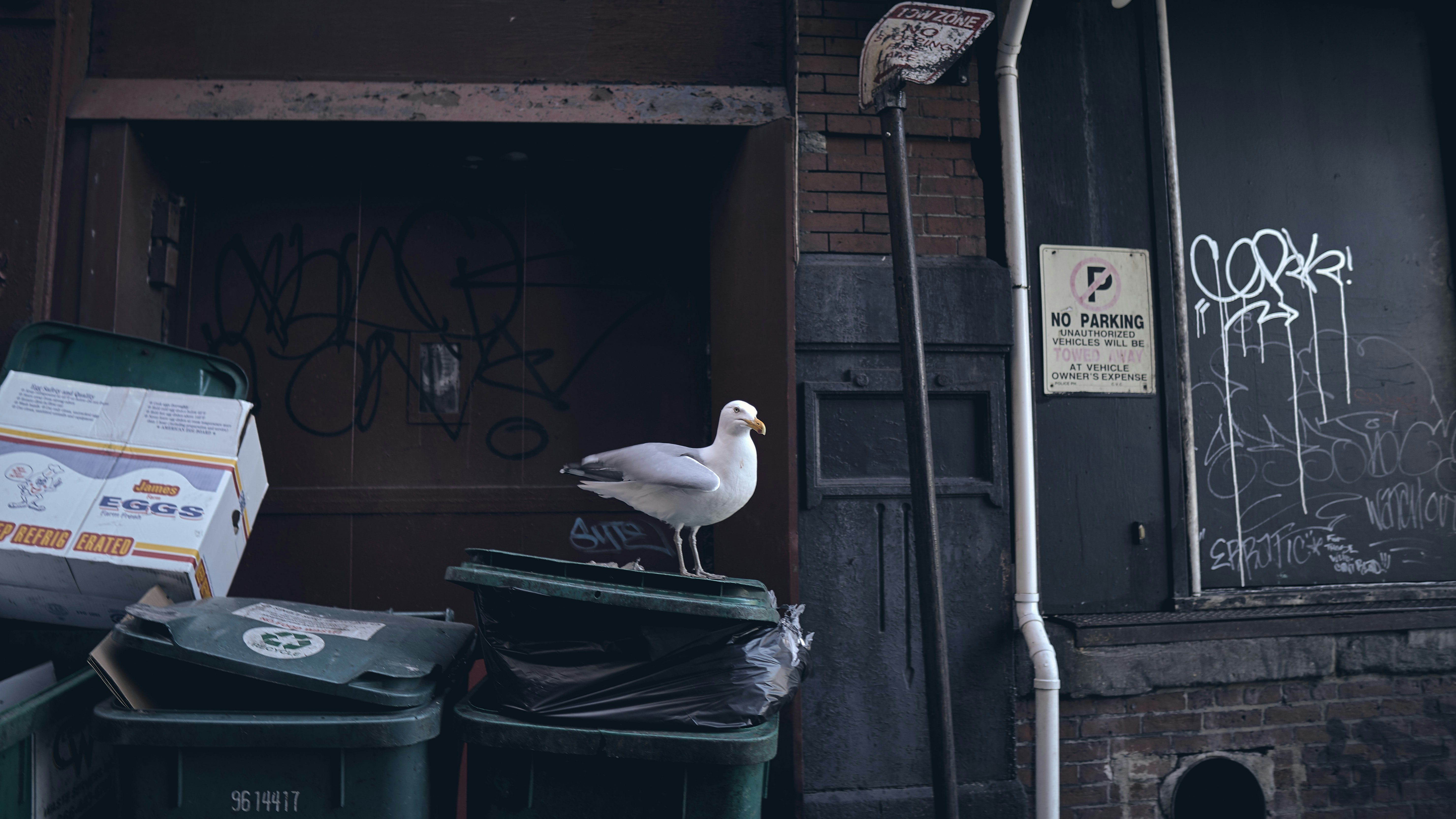 white bird on basket